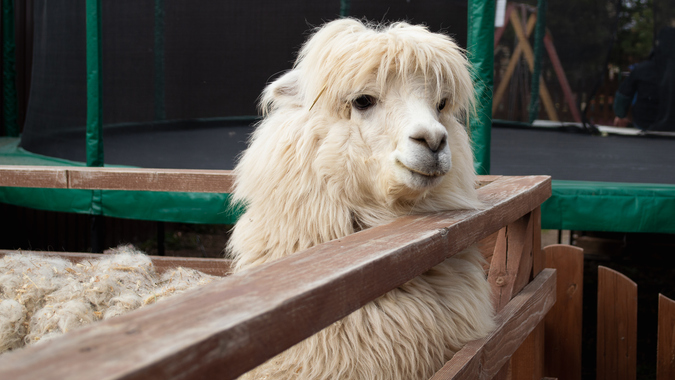 Экофермы Подмосковья: куда поехать за тишиной и фермерской едой